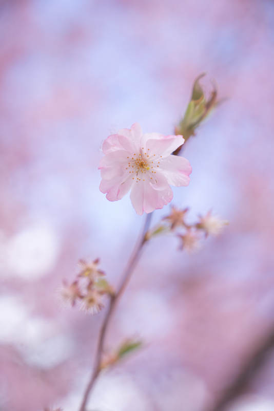 櫻花綻放 春意盎然