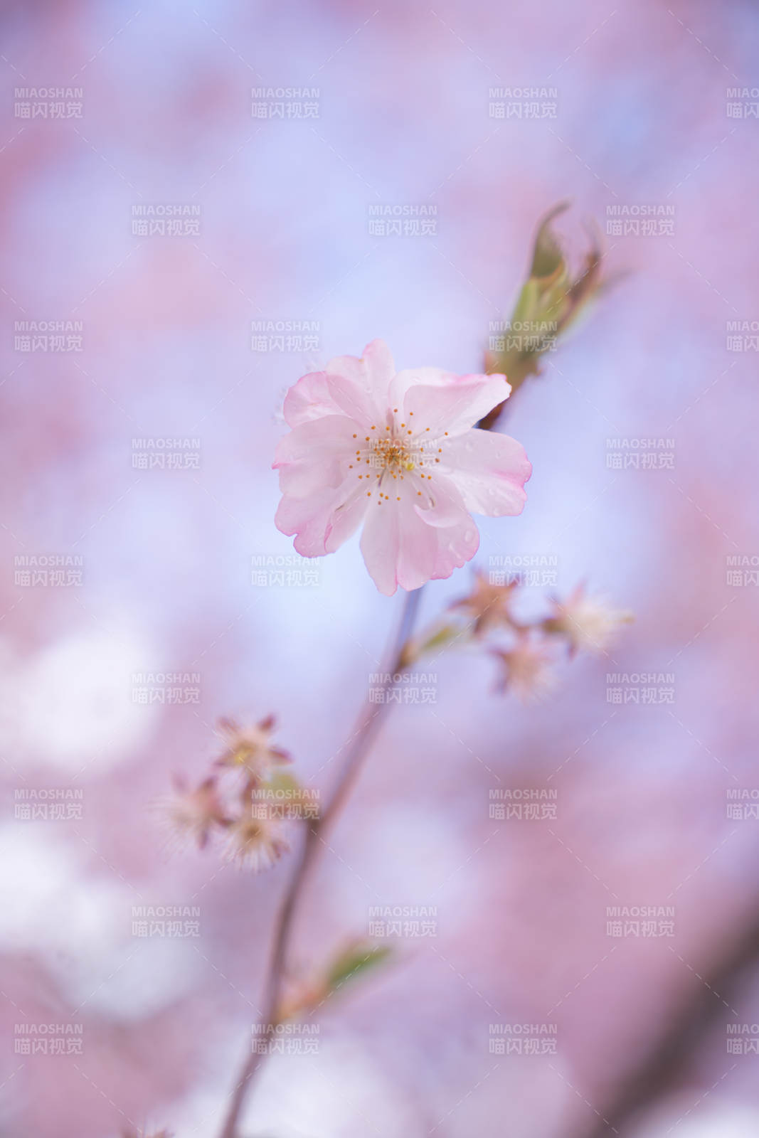 櫻花綻放 春意盎然