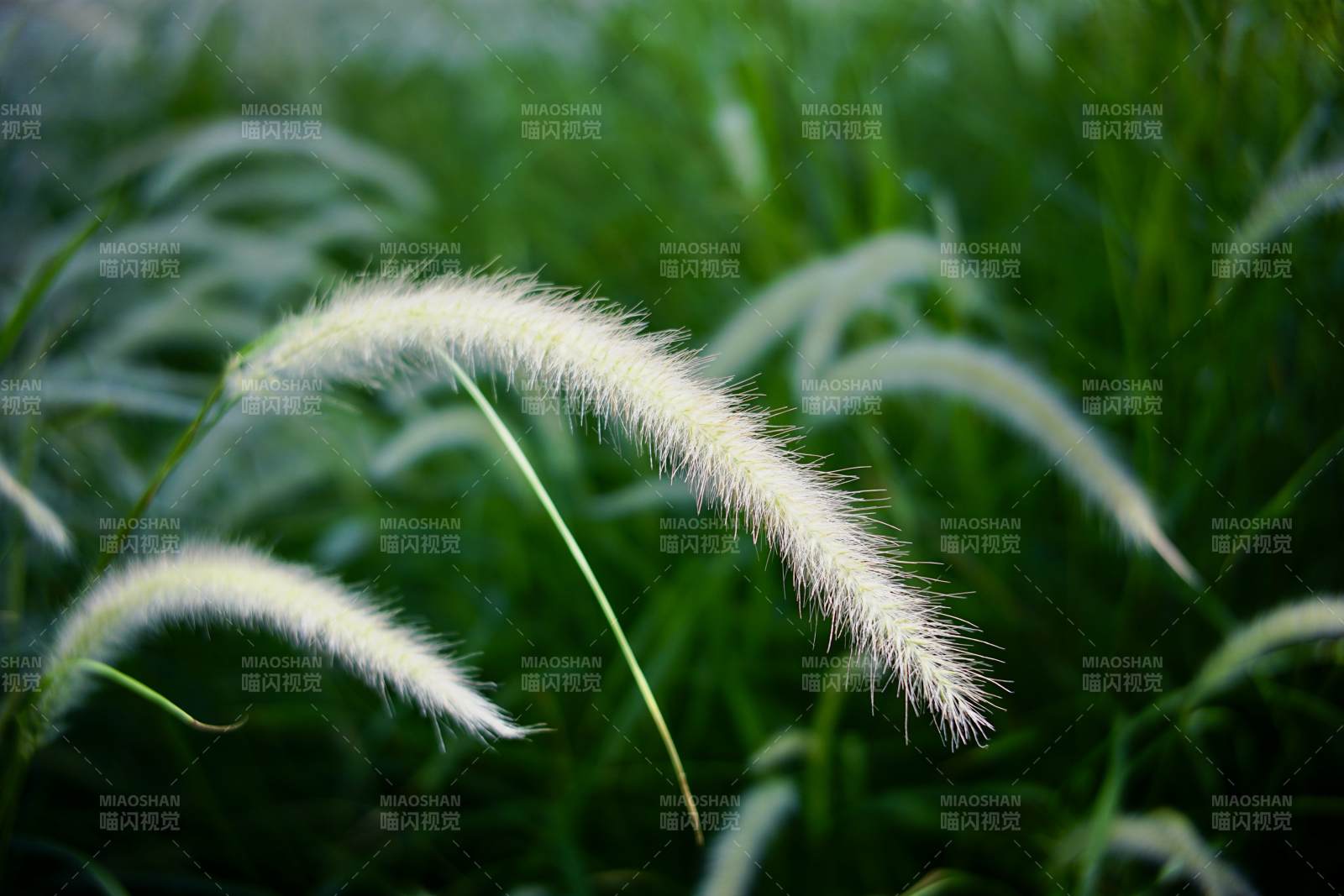 風中的草穗