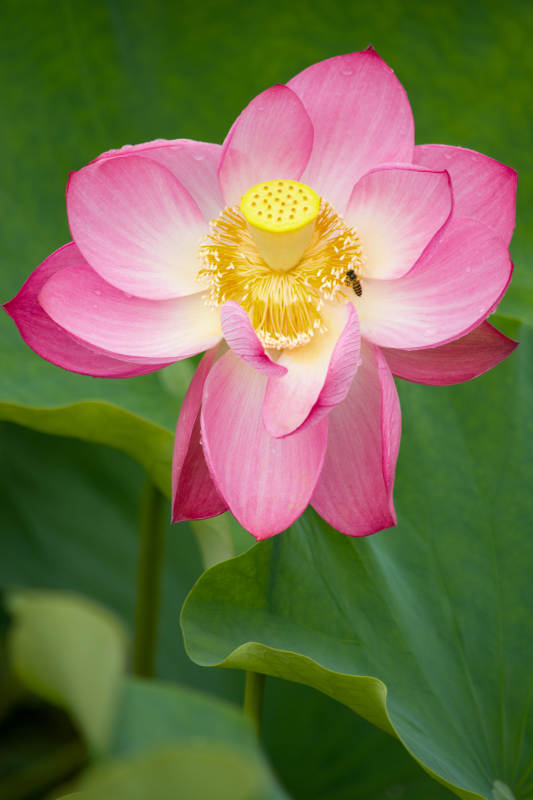 粉紅荷花與蜜蜂共舞