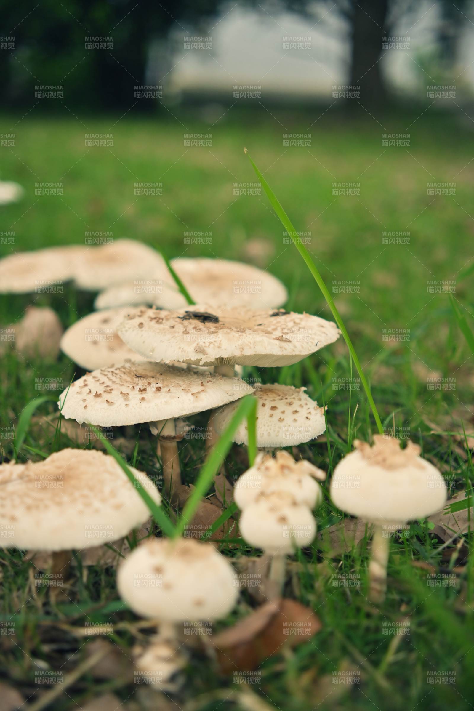 草地上的蘑菇群