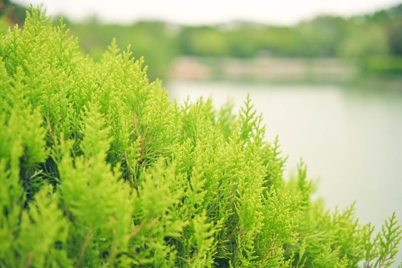 綠植叢生 湖畔清新