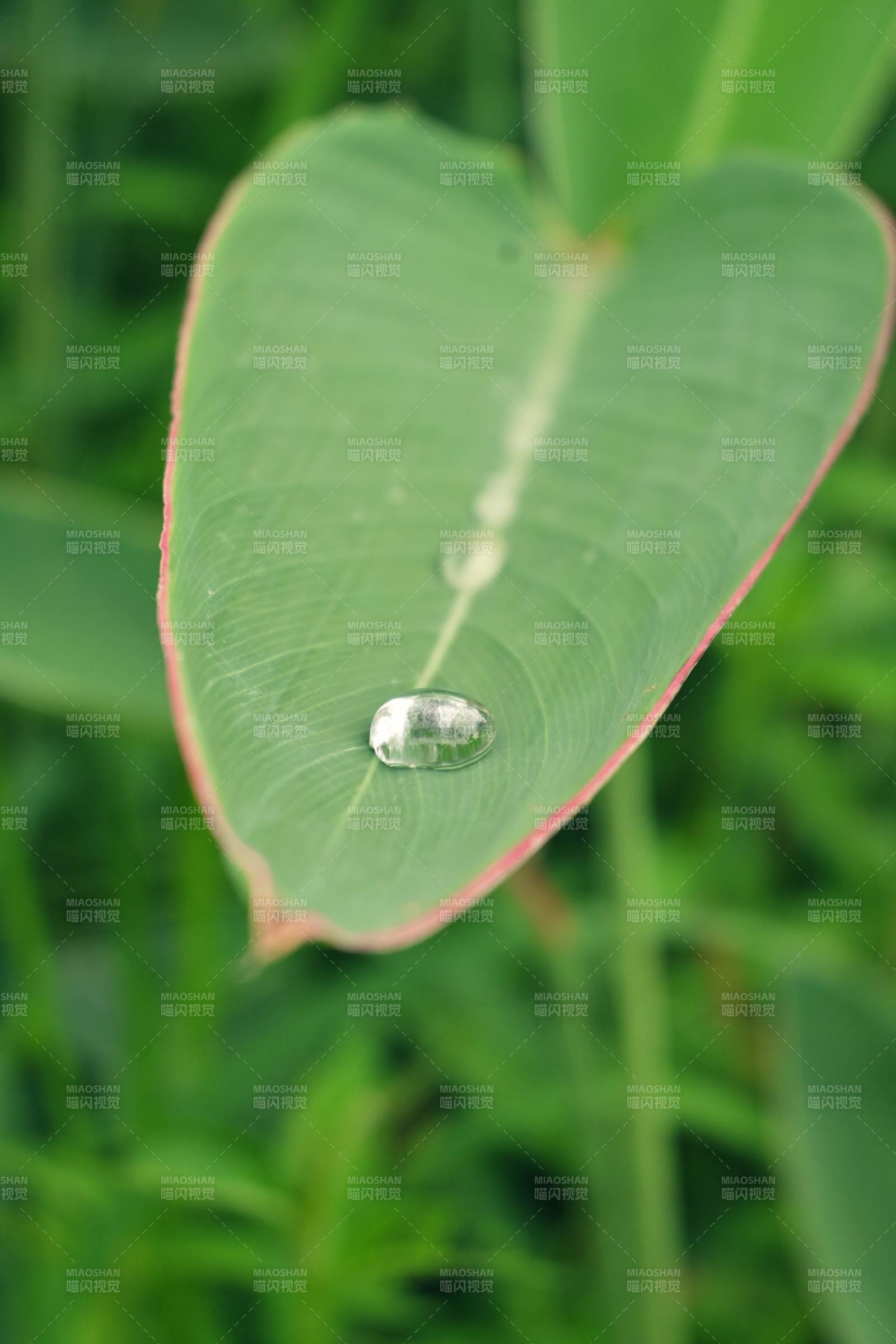 葉尖水珠 自然之美