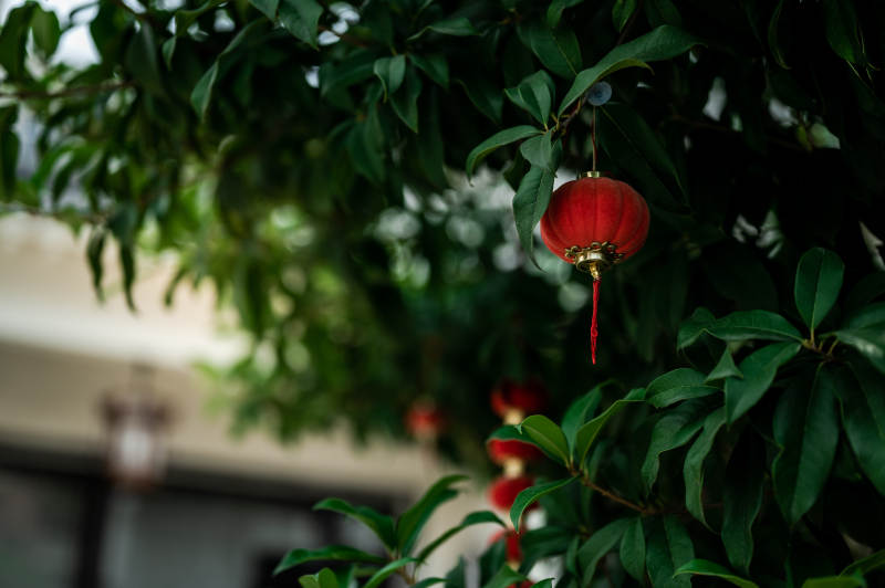 紅燈籠映綠葉 喜慶氛圍濃