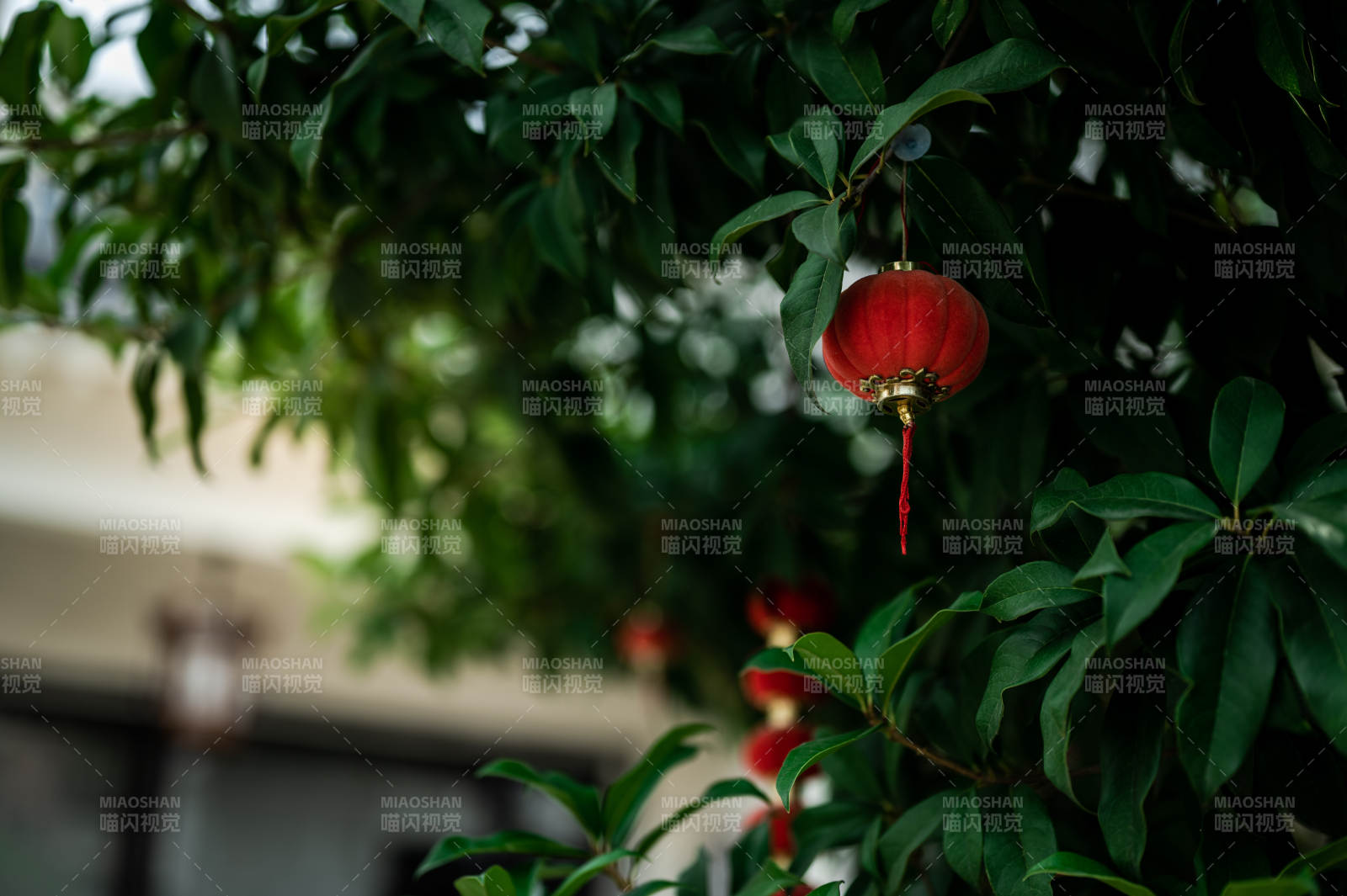 紅燈籠映綠葉 喜慶氛圍濃