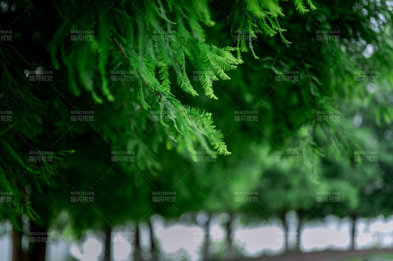 綠意盎然的枝葉特寫