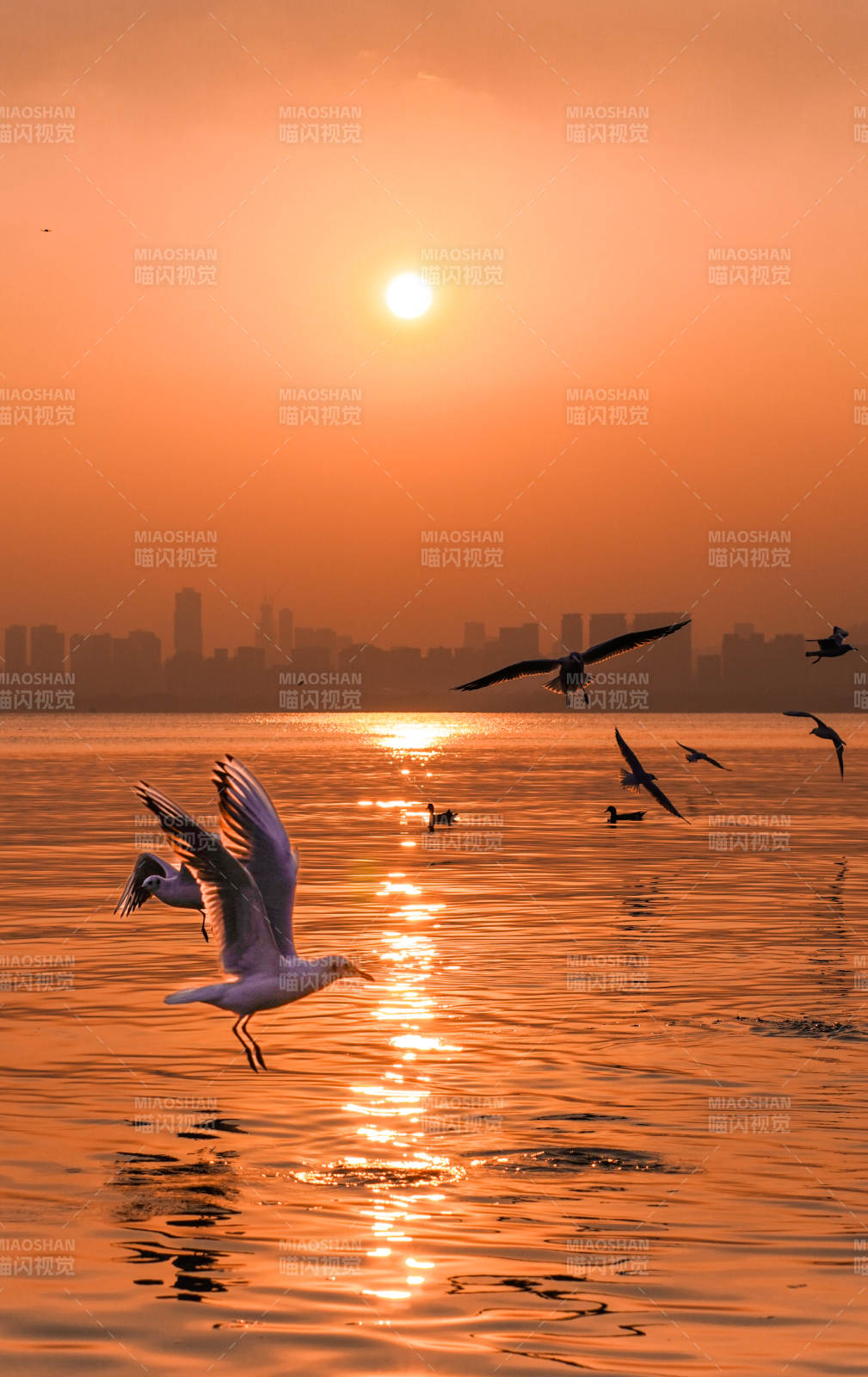 夕陽下的海鷗飛翔