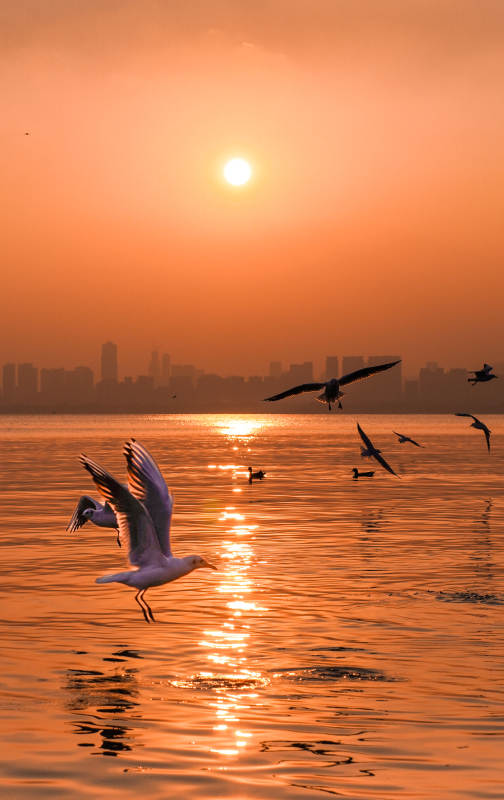 夕陽下的海鷗飛翔