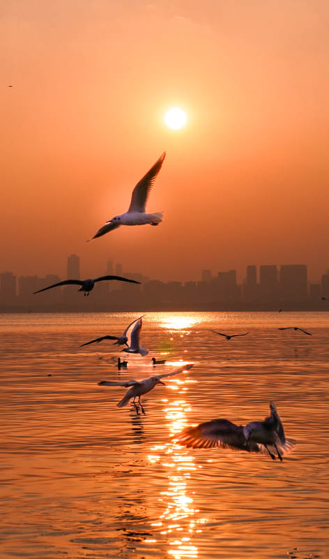 夕陽海鷗飛 城市剪影美