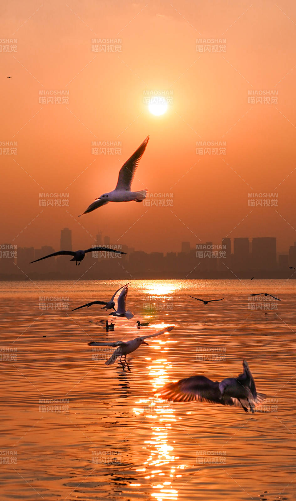 夕陽海鷗飛 城市剪影美