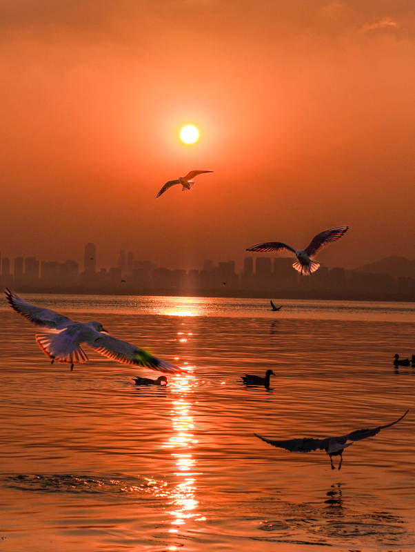 夕陽湖畔飛鳥歸巢