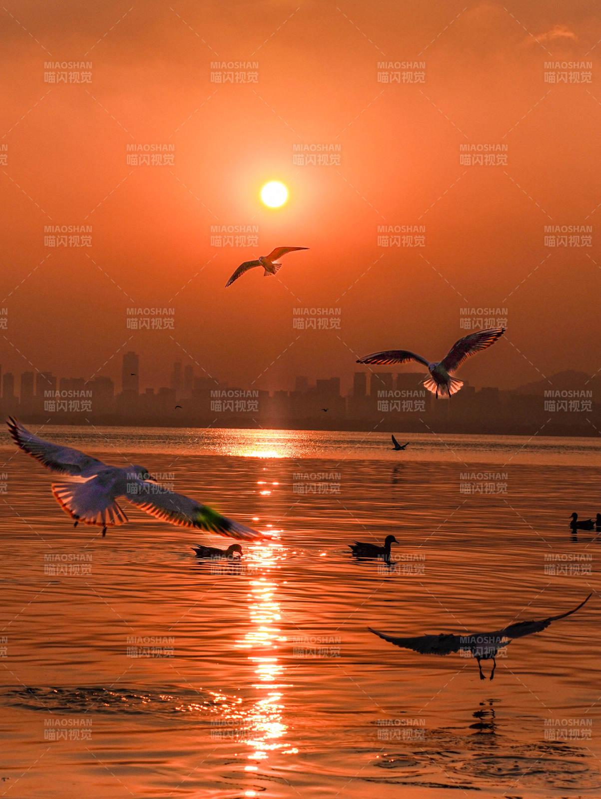 夕陽湖畔飛鳥歸巢
