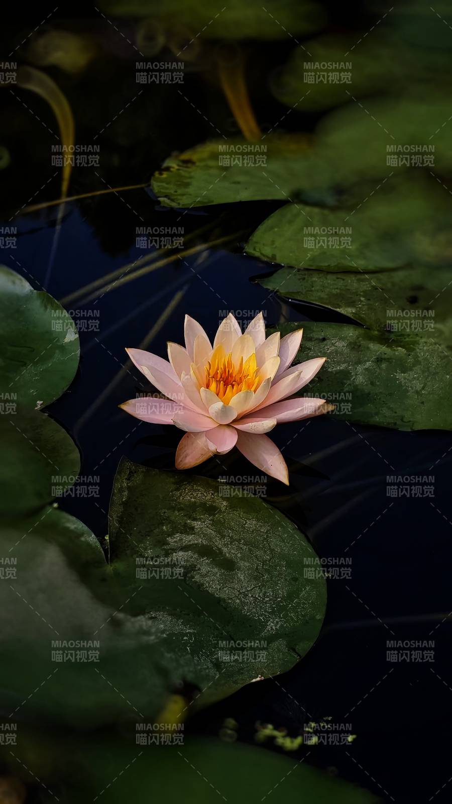 池中蓮花靜謐綻放
