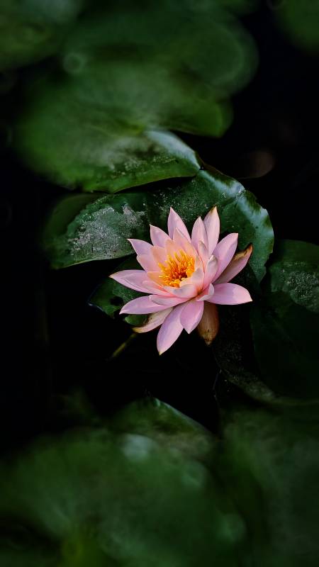 靜謐池塘中的粉色蓮花