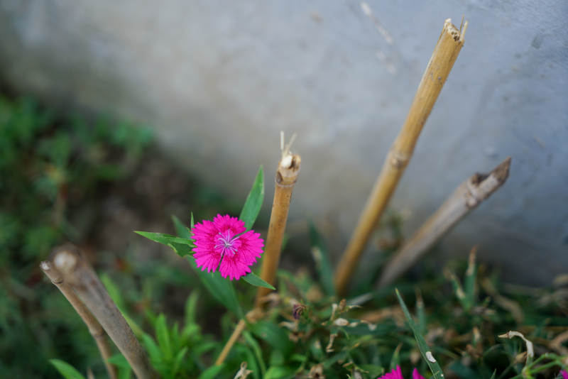 竹枝旁的粉紅小花