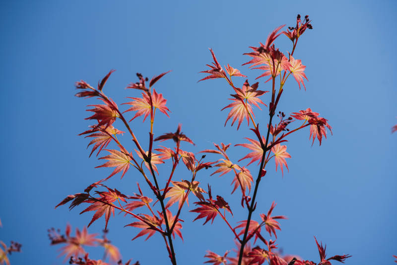 紅葉映藍天 秋意濃情