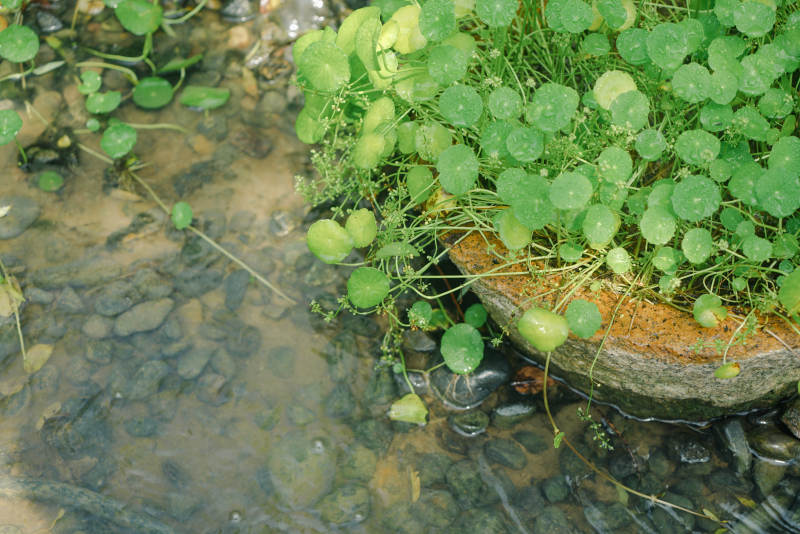 水邊綠植與石盆景致