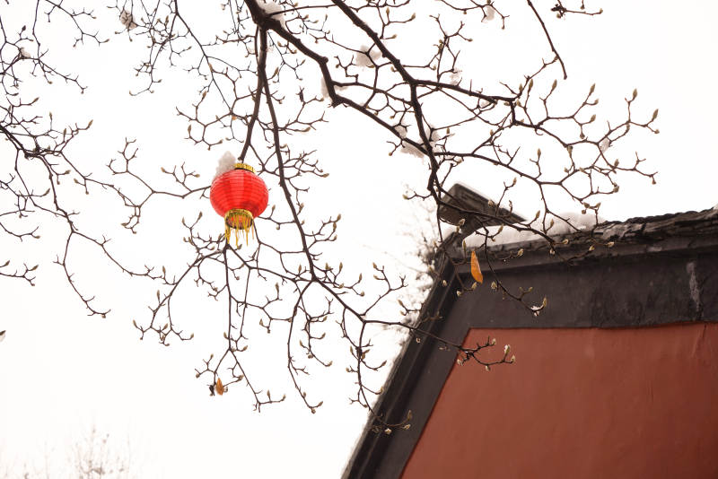 冬日枝頭紅燈籠