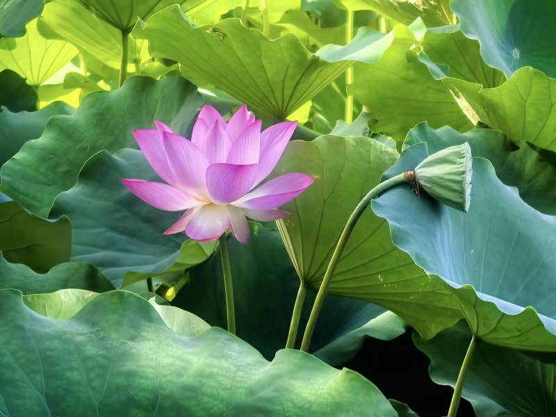 蓮花綻放 綠葉相伴