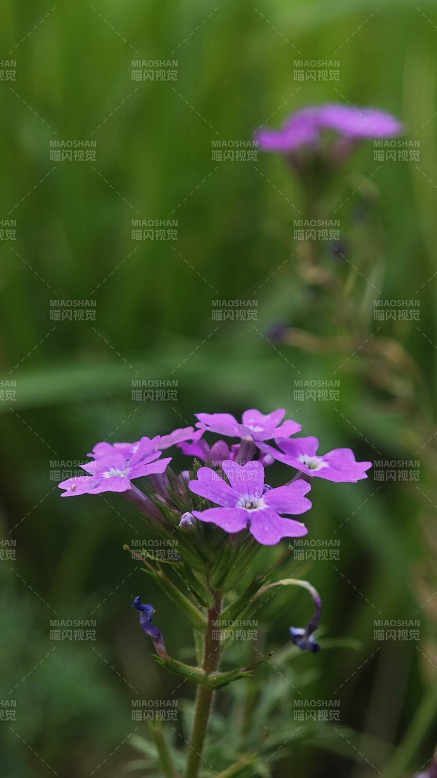紫色小花在綠草中綻放