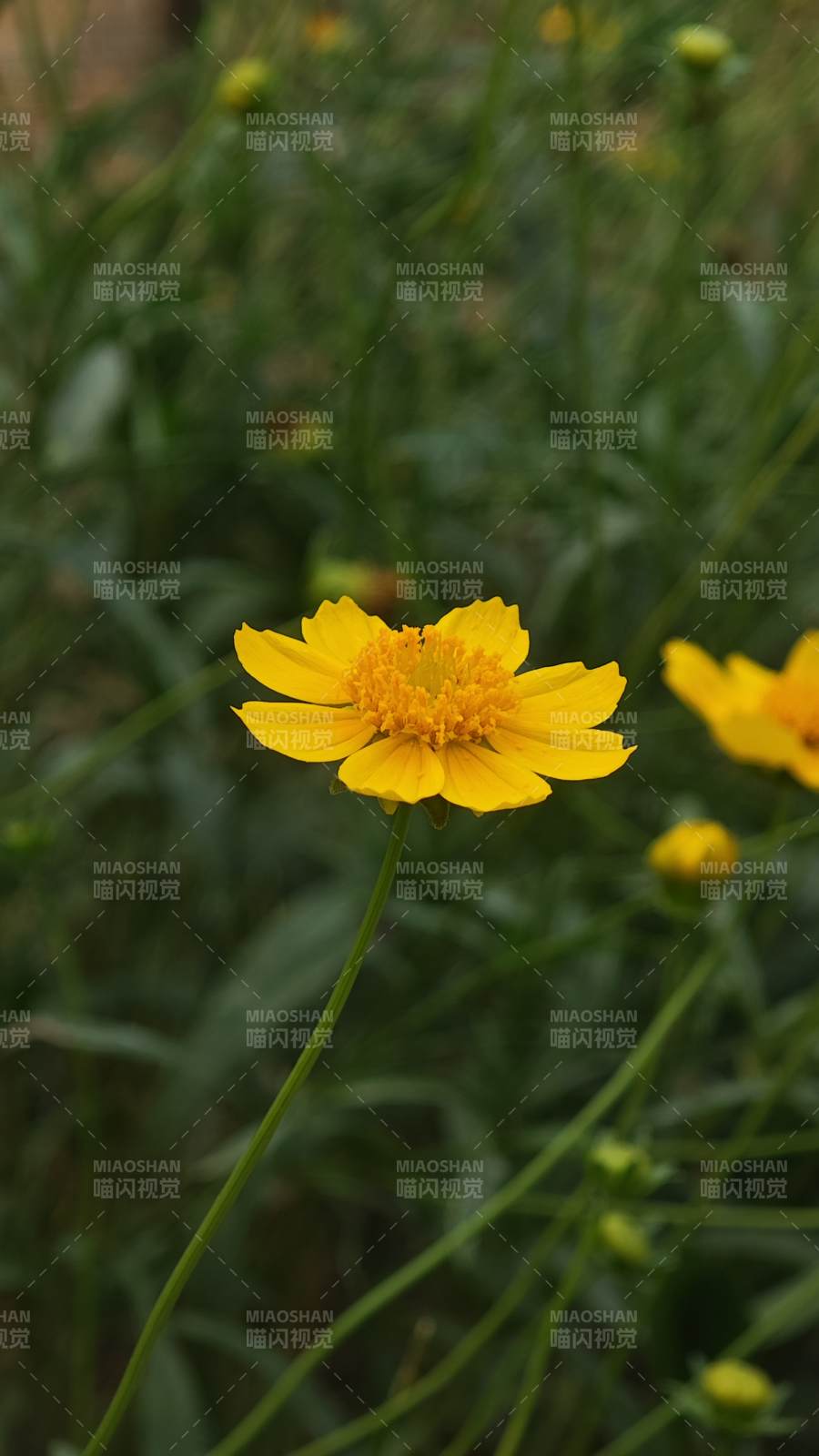 夏日黃花 綠葉相伴