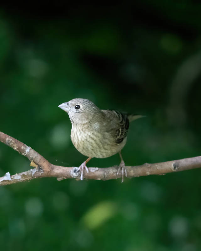 小鳥棲息樹枝上