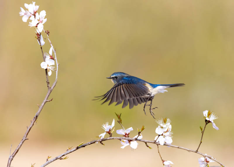 藍鳥飛舞花枝間