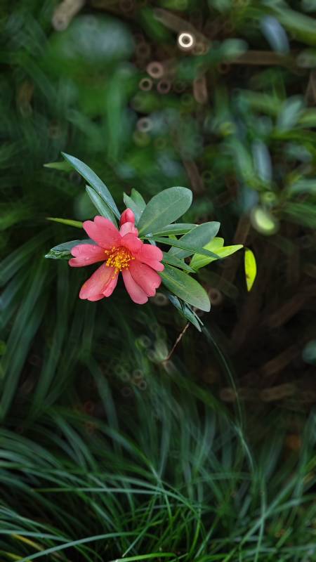 粉紅花朵在綠葉中綻放