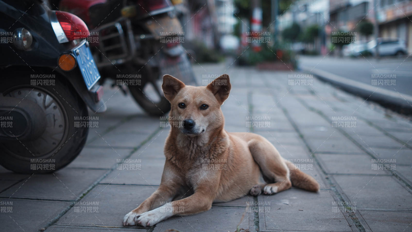 街邊悠閑的狗狗
