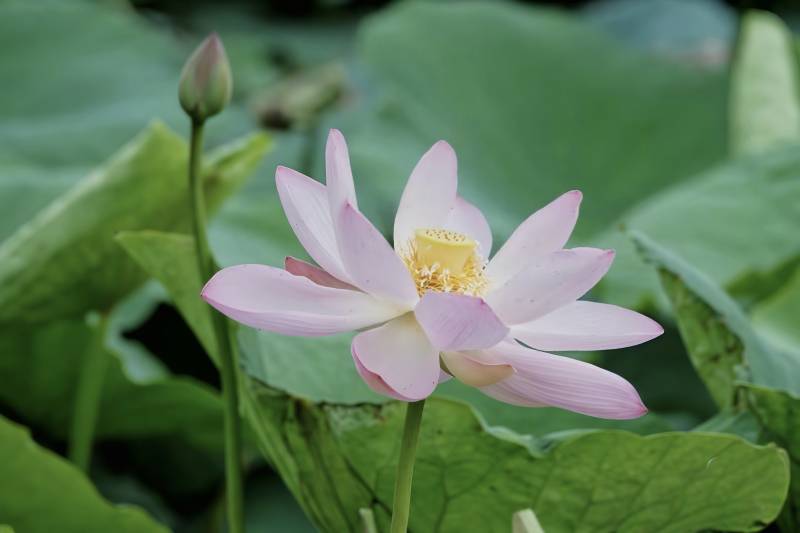 蓮花綻放 清新雅致