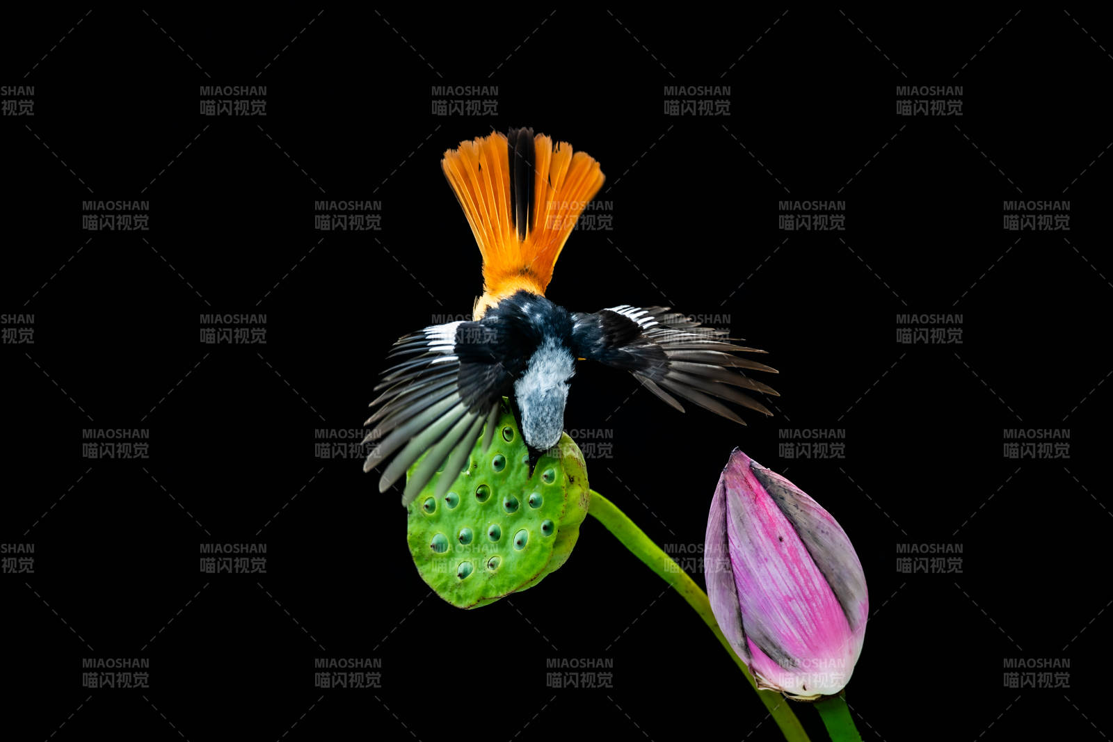 鳥兒棲息蓮花旁