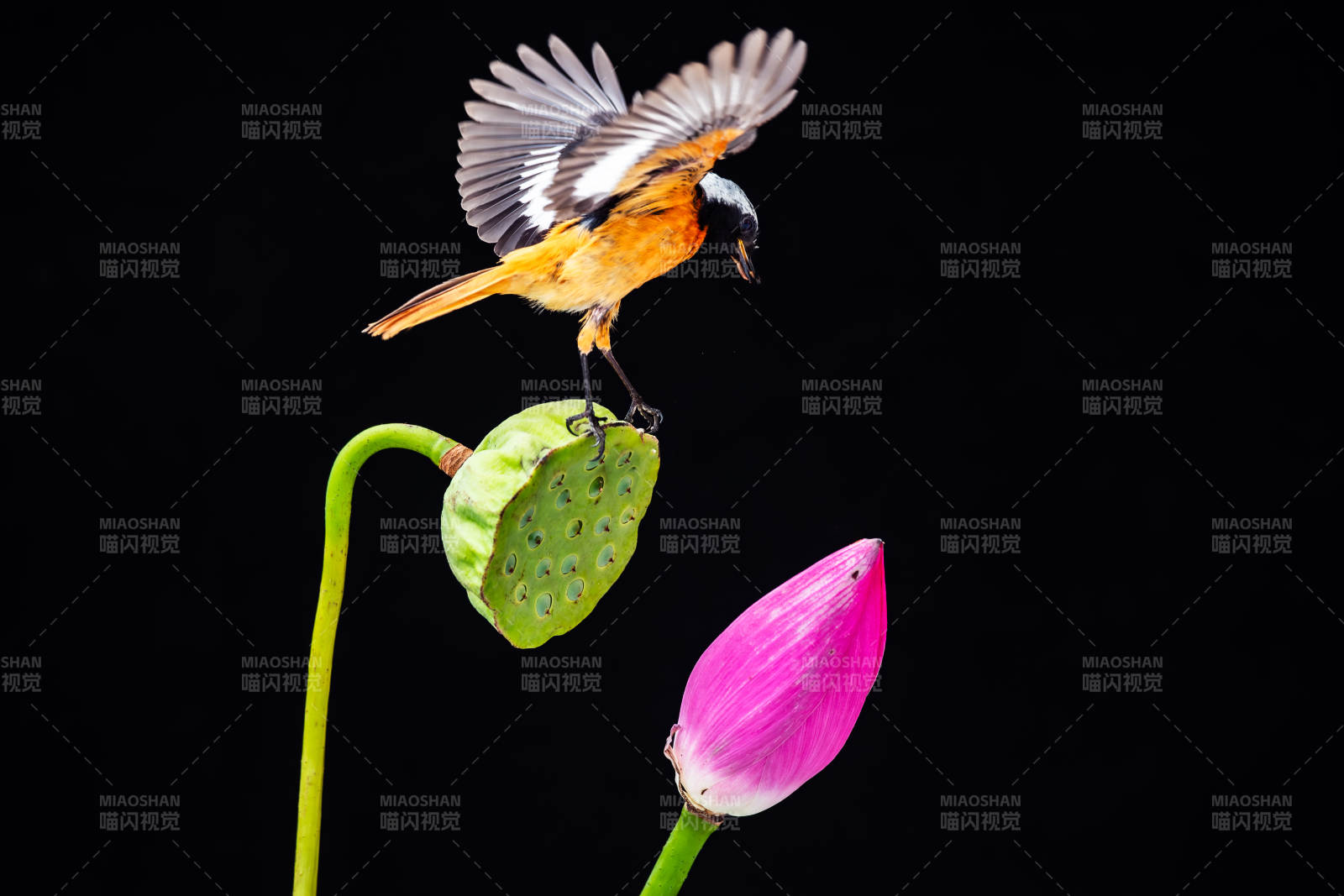 鳥兒飛舞 蓮花靜美