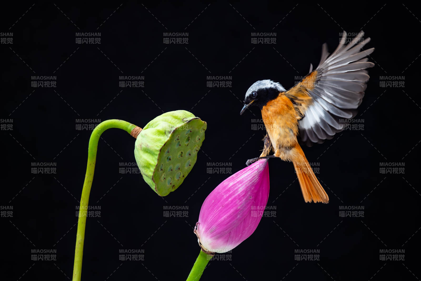 鳥棲蓮花 靜謐之美