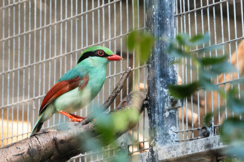 籠中綠鳥靜棲枝頭