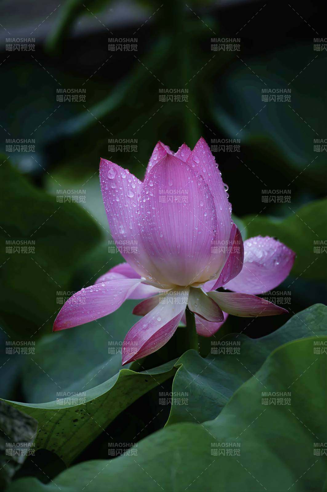 雨后荷花 清新綻放