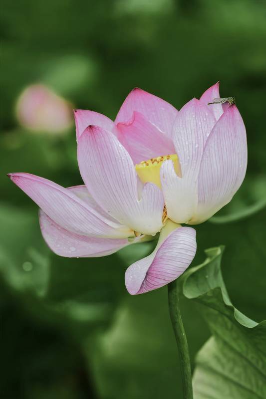 粉色蓮花綻放于綠葉間