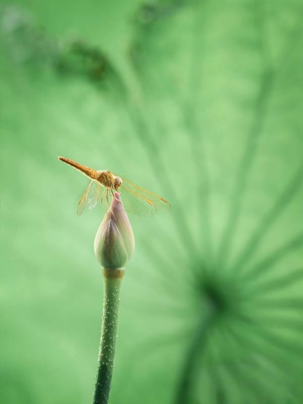 蜻蜓停駐蓮花蕾上