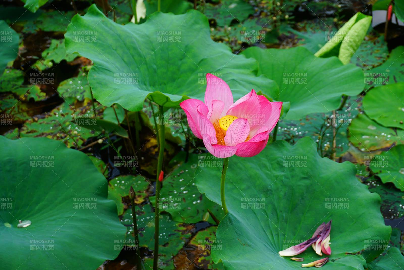 池塘中的粉色蓮花