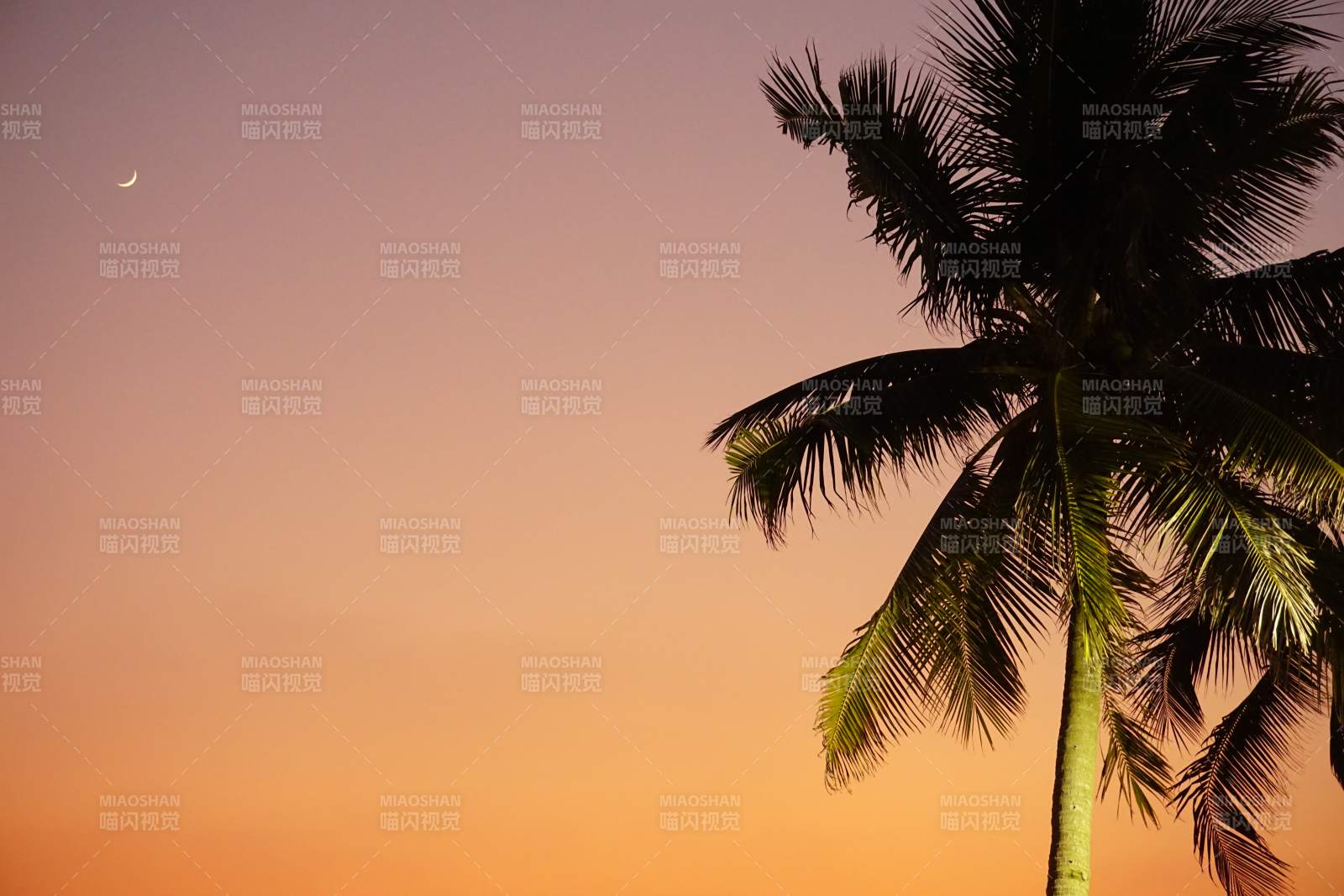 夕陽下的椰樹剪影