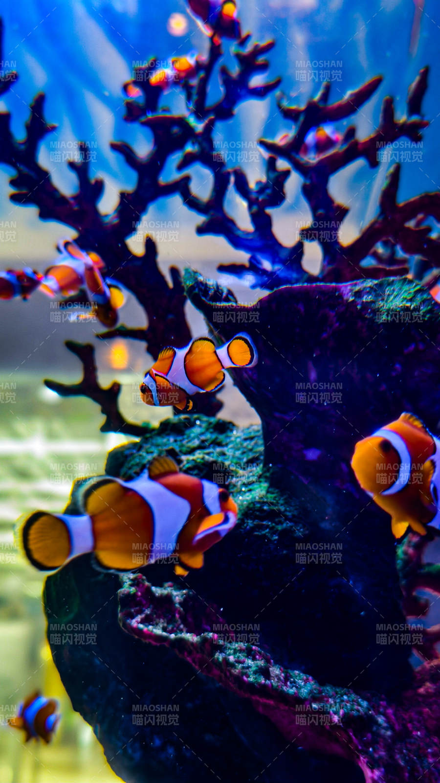 珊瑚礁中的小丑魚