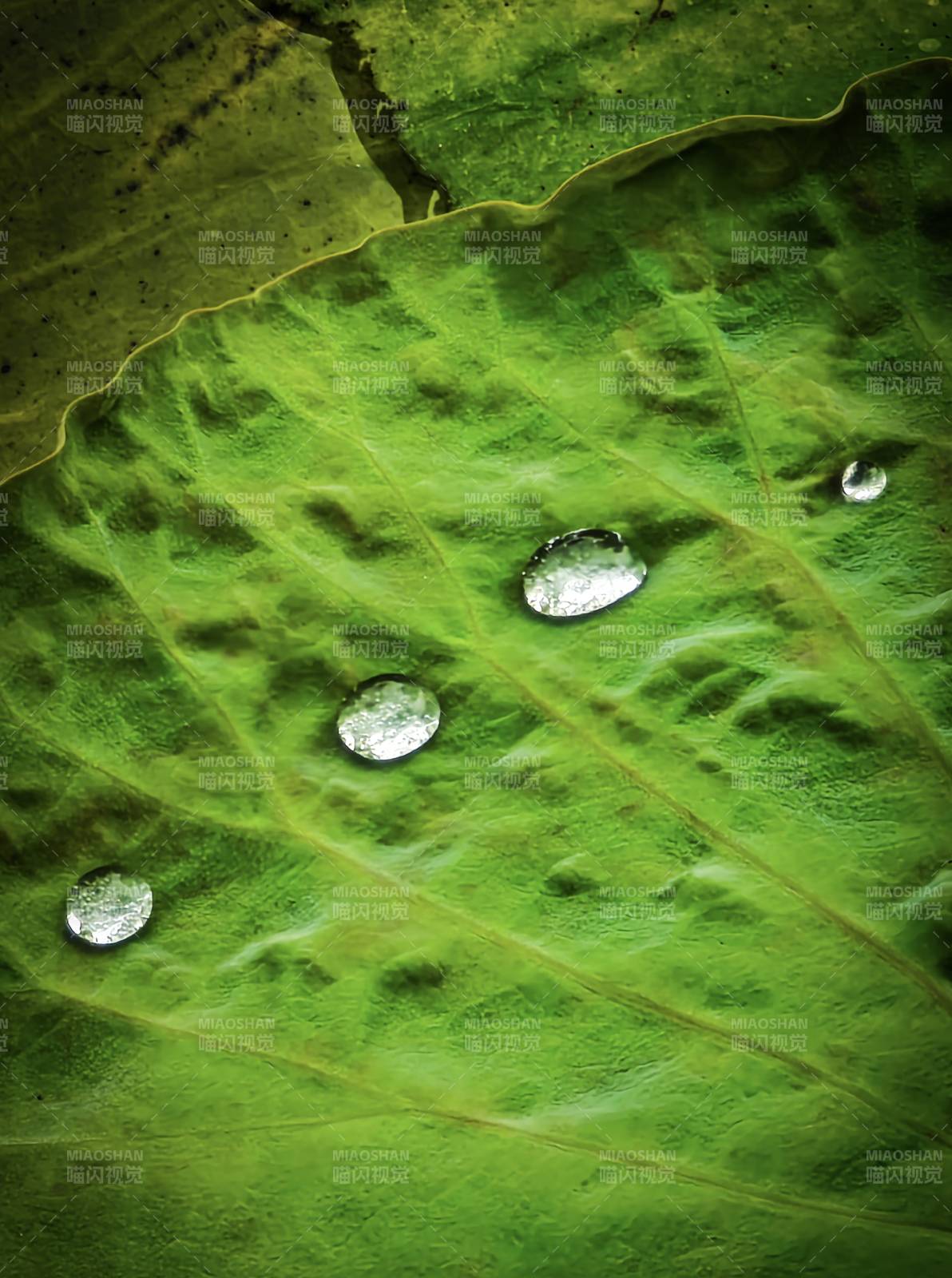 綠葉上的水珠