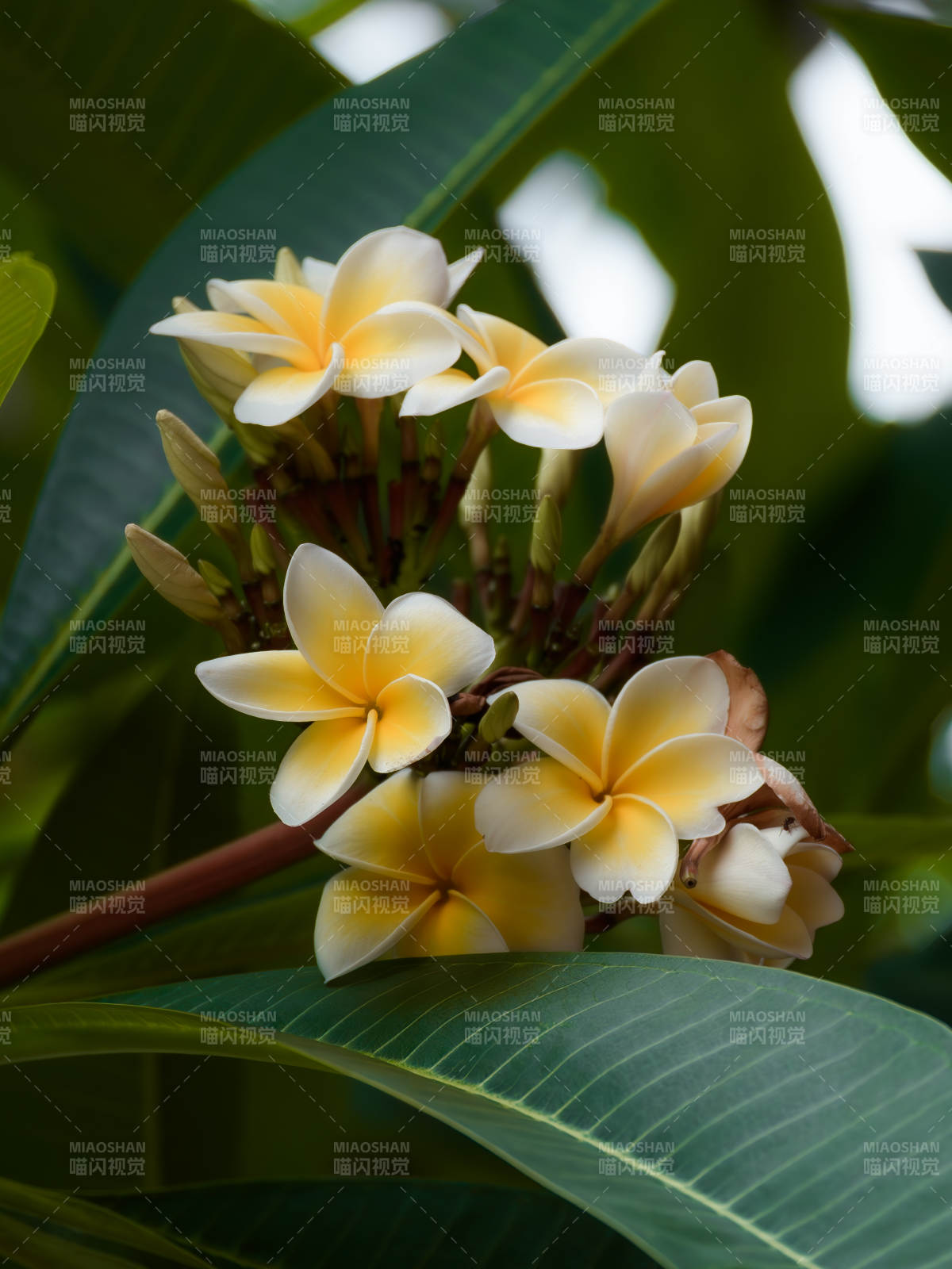 熱帶風(fēng)情的雞蛋花