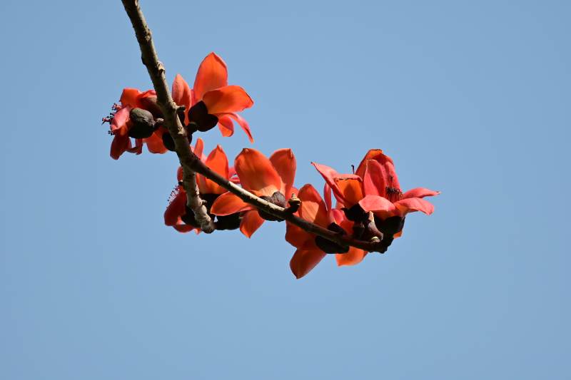 紅花綻放 藍天映襯