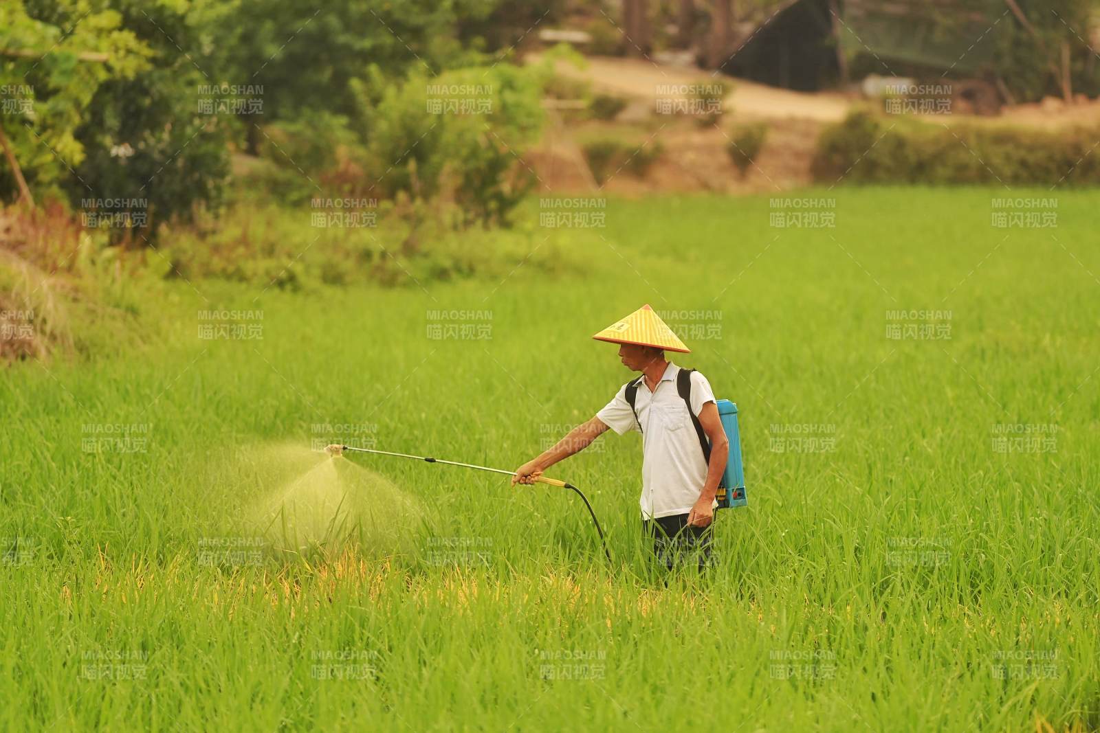 農民在稻田中噴灑農藥
