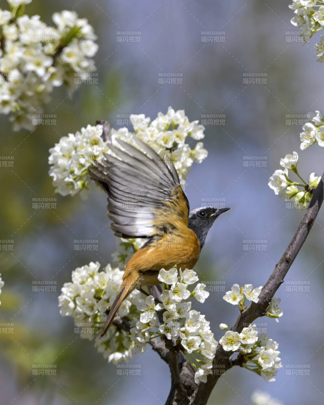 春花枝頭鳥展翅