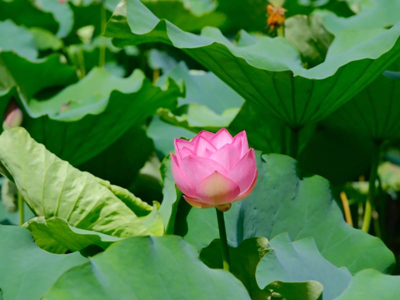 池塘中的蓮花盛開