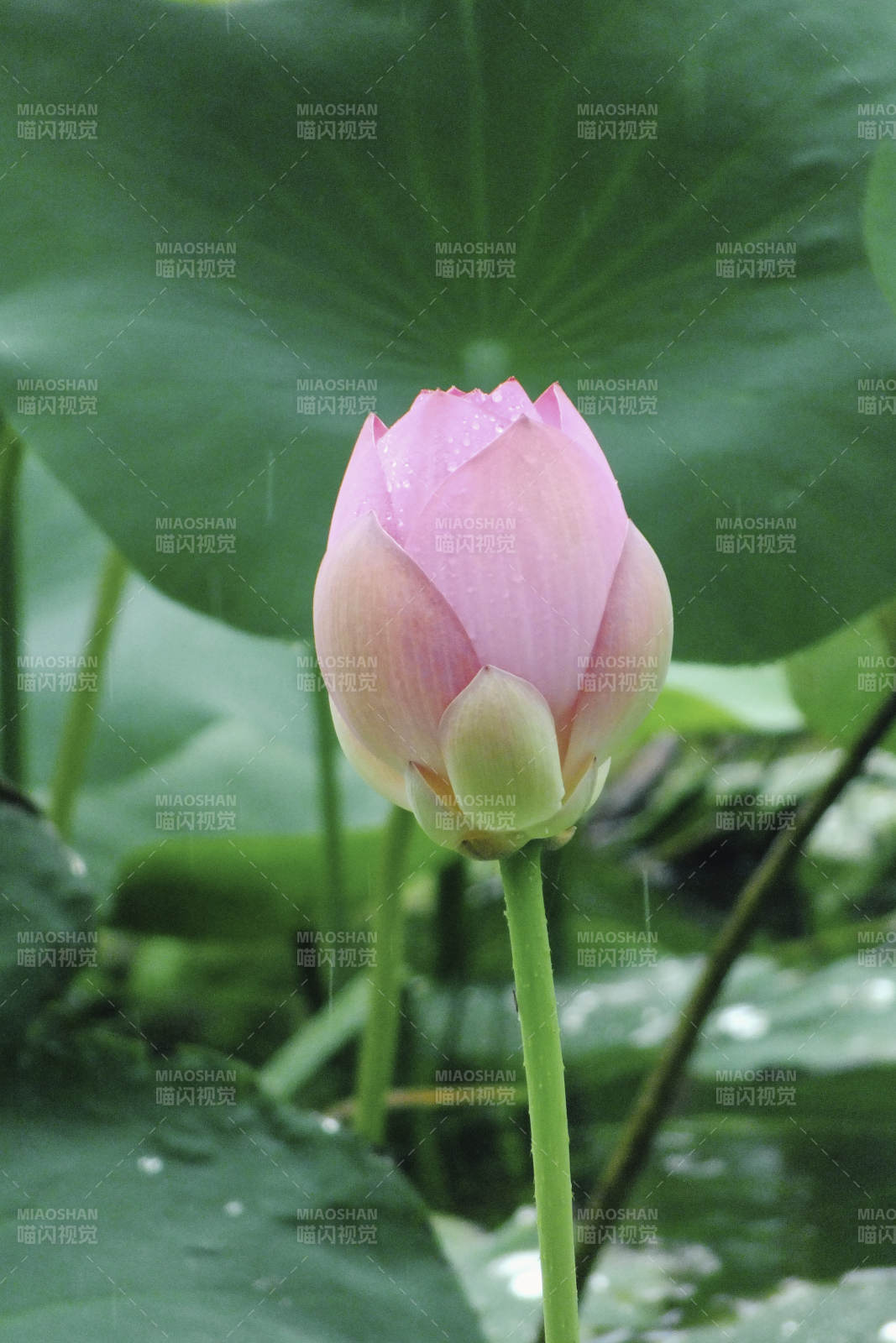 雨中含苞待放的蓮花