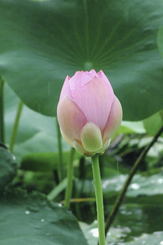 雨中含苞待放的蓮花