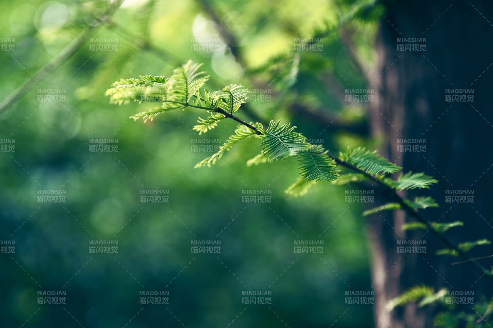 綠意盎然的樹枝特寫