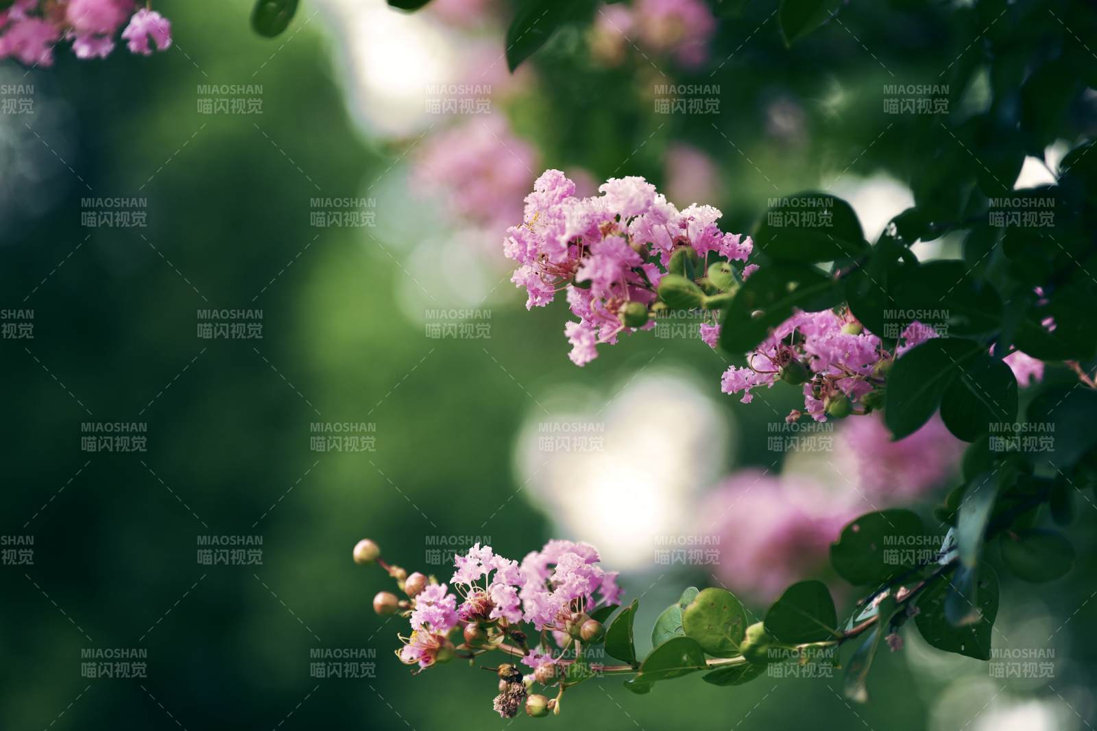 粉色花朵在綠葉間綻放